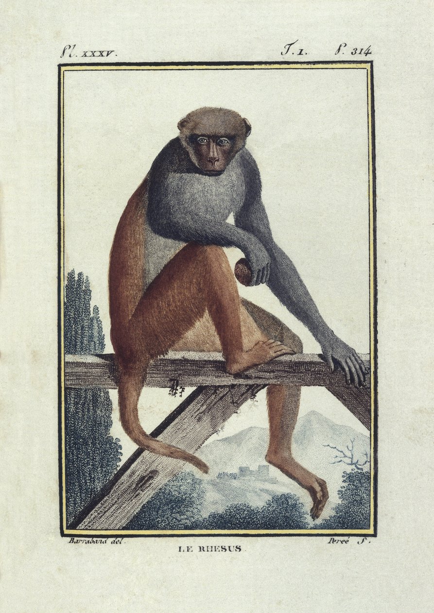 BUFON, Georges-Louis Leclerc, conde de (1707-1788). Macacos rhesus (rhesus). Ilustração da "Histoire naturelle, generale et particular" de Unknown artist