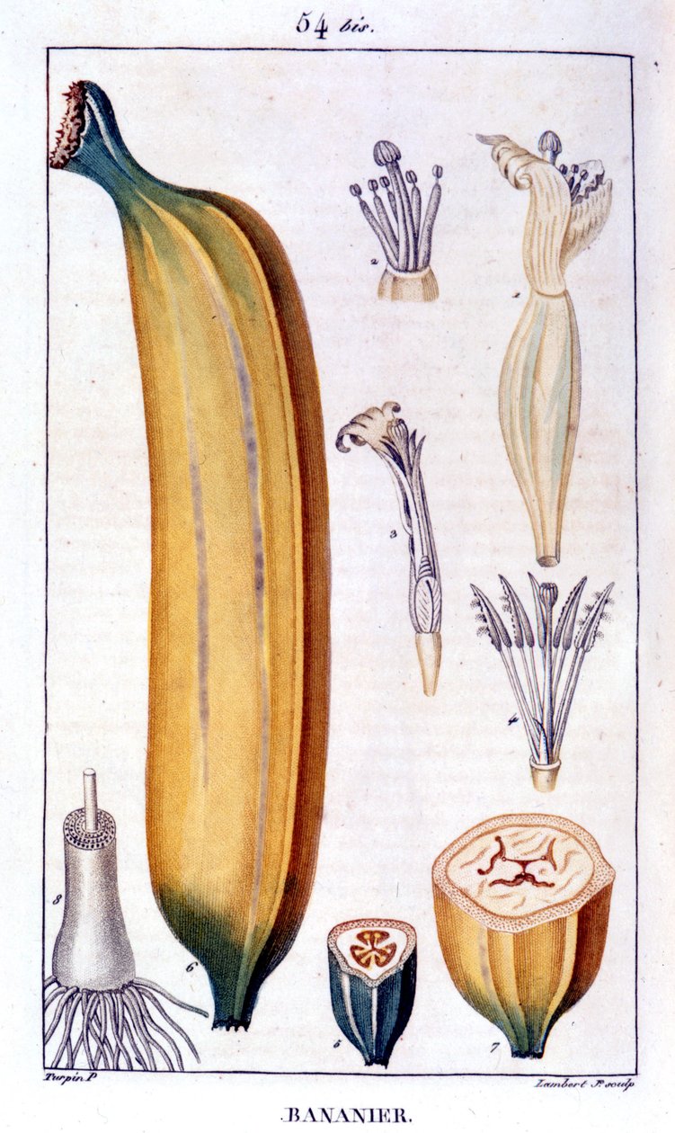 Bananeira - gravura do século XIX. de Unknown artist