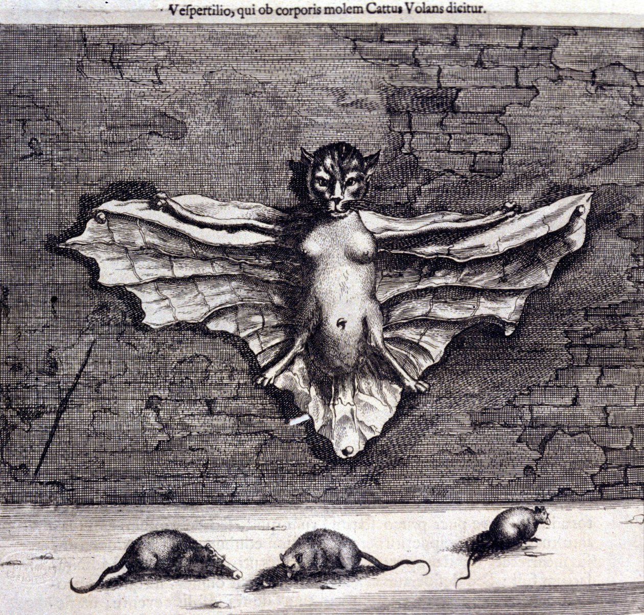 Morcegos e ratos. “De China Monumenta” de Athanasius Kircher de Unknown artist