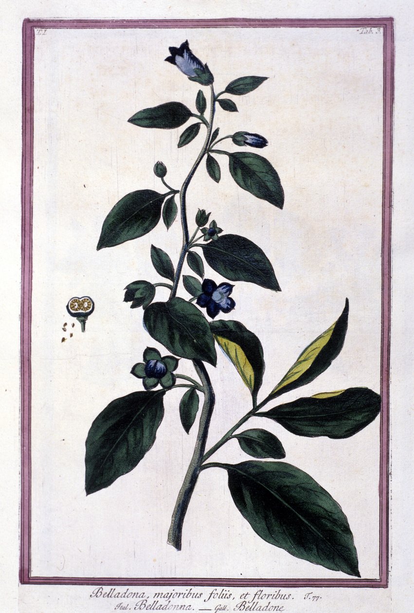 Belladonna, flores e bagas. Planta venenosa usada em medicina. Gravura depois de um herbário do século XIX. de Unknown artist