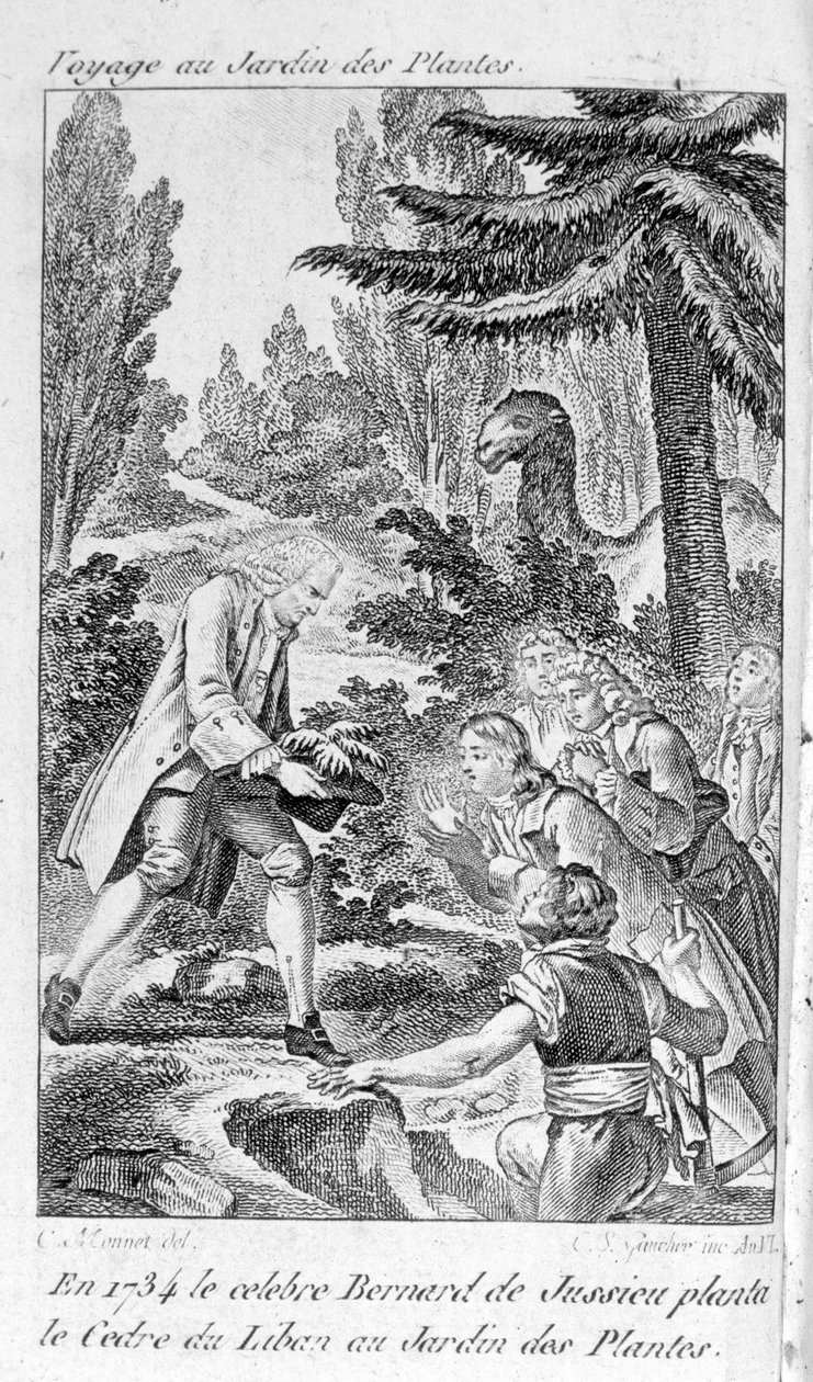 Bernard de Jussieu, botânico francês (1699-1777) planta um cedro do Líbano no jardim das plantas em Paris de Unknown artist