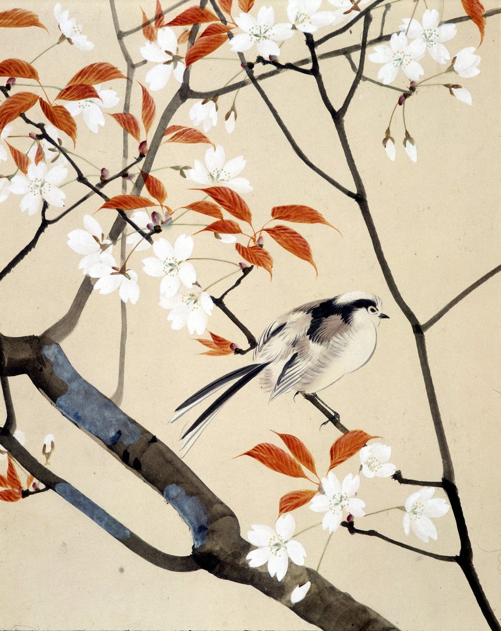 Ave e cerejeira em flor - Desenho japonês de Riou Chim, final do século XIX de Unknown artist