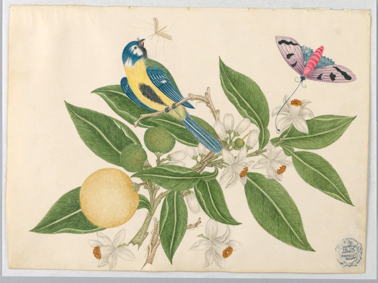 Pássaro em um galho de laranja, com borboleta de Unknown artist