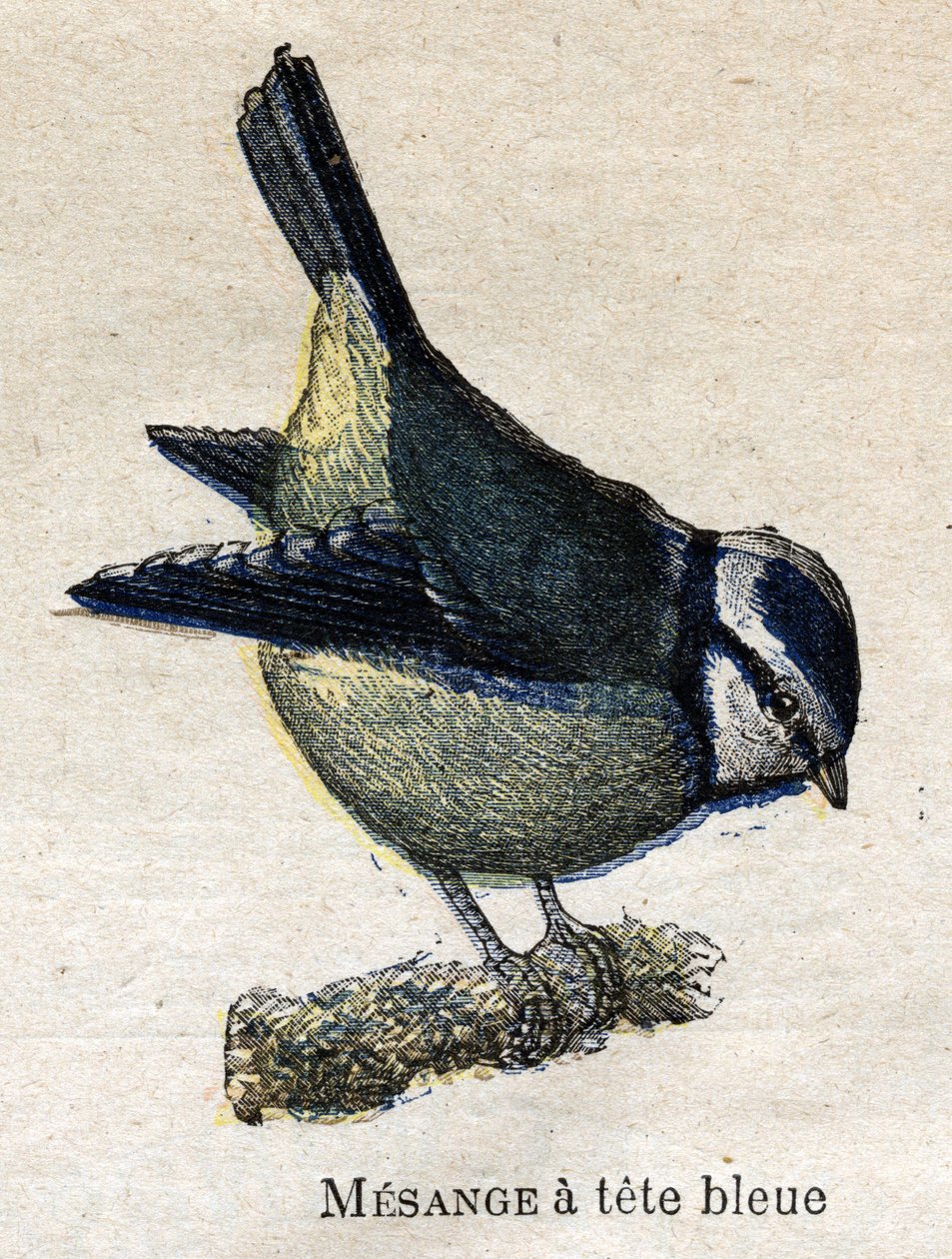 Aves Úteis para a Agricultura: Azul-de-cabeça-azul Meanange de Unknown artist