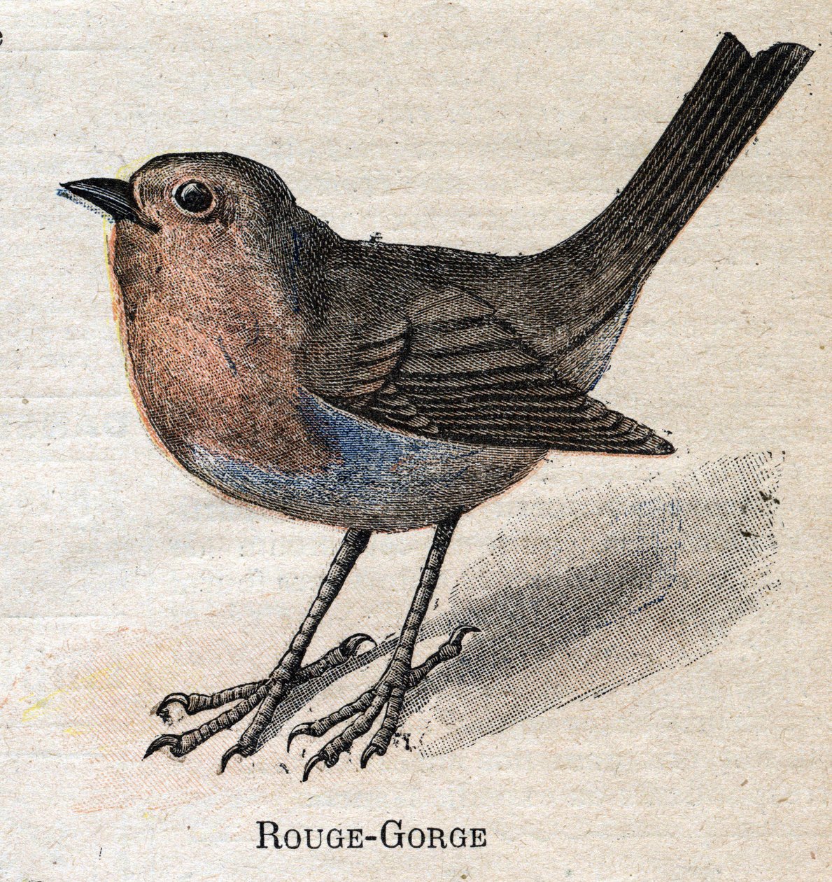 Aves Úteis para a Agricultura: Vermelho - Garganta de Unknown artist