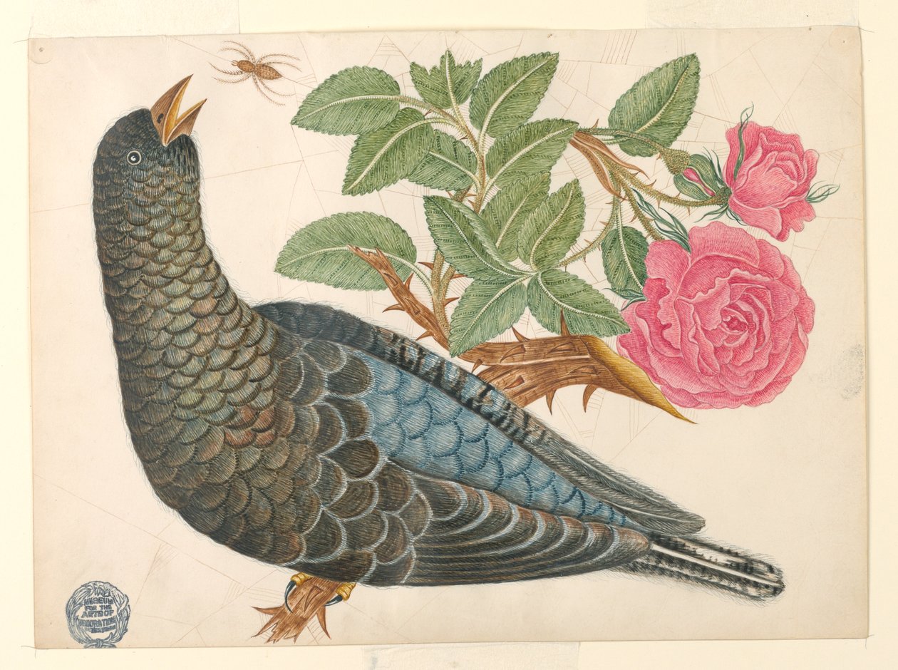 Pássaro azul-preto em galho de rosa com aranha de Unknown artist