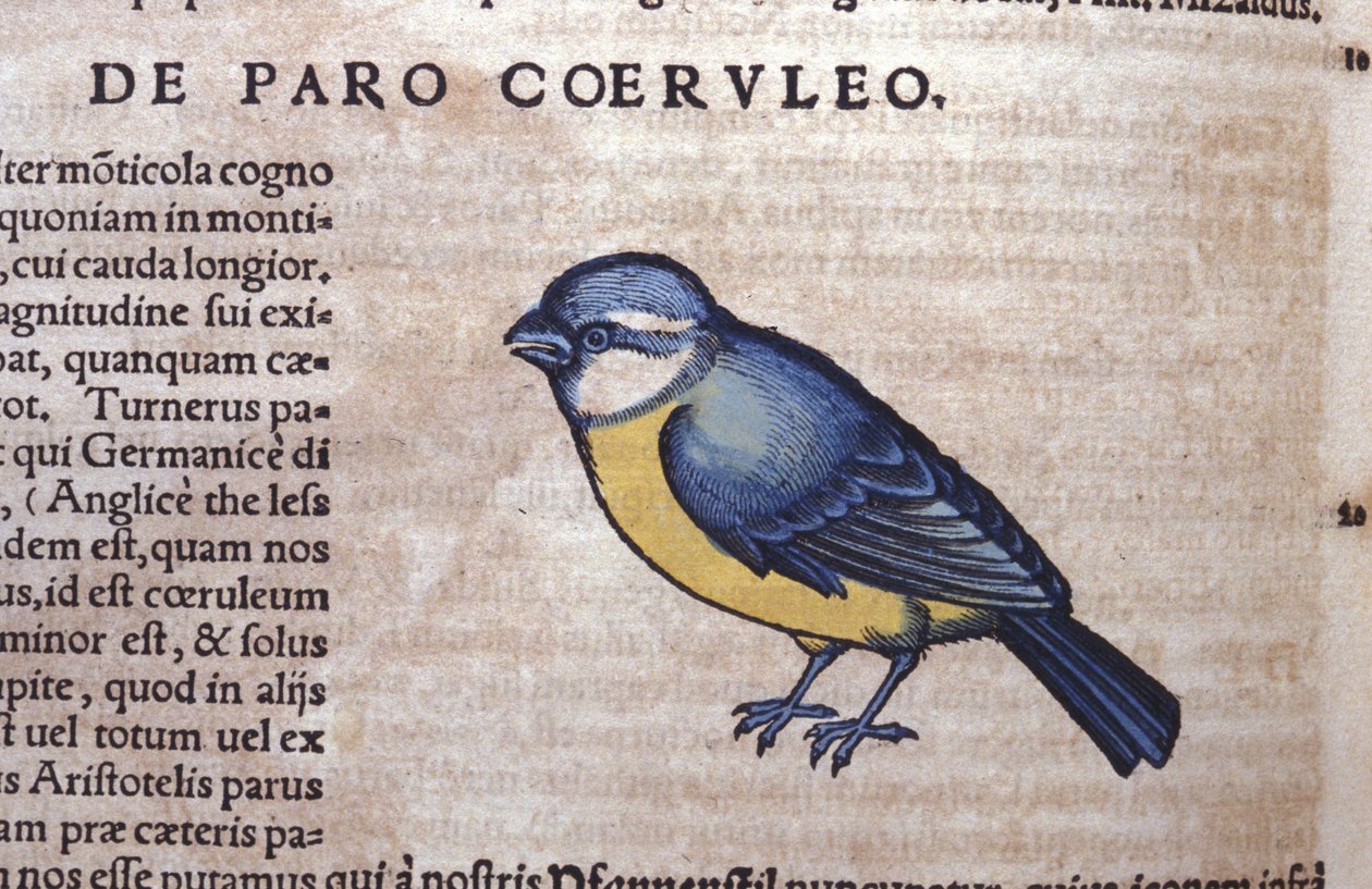 Passageiro Azul em Historia Animalium por Conrad Gesner (1516 - 1565), Tiguri de Unknown artist