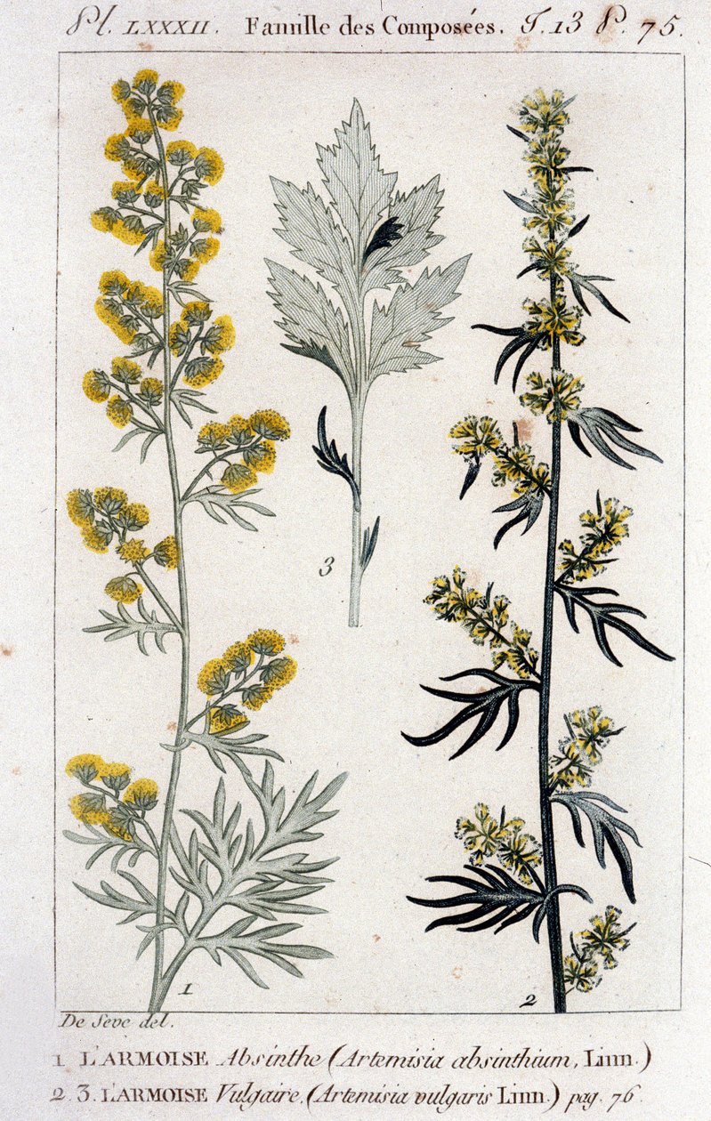 Placa Botânica: Sagebrush Absinthe (Artimisia Absinthium) e Sagebrush Vulgaris (Artimisia Vulgaris). Gravura do século XVIII de Unknown artist