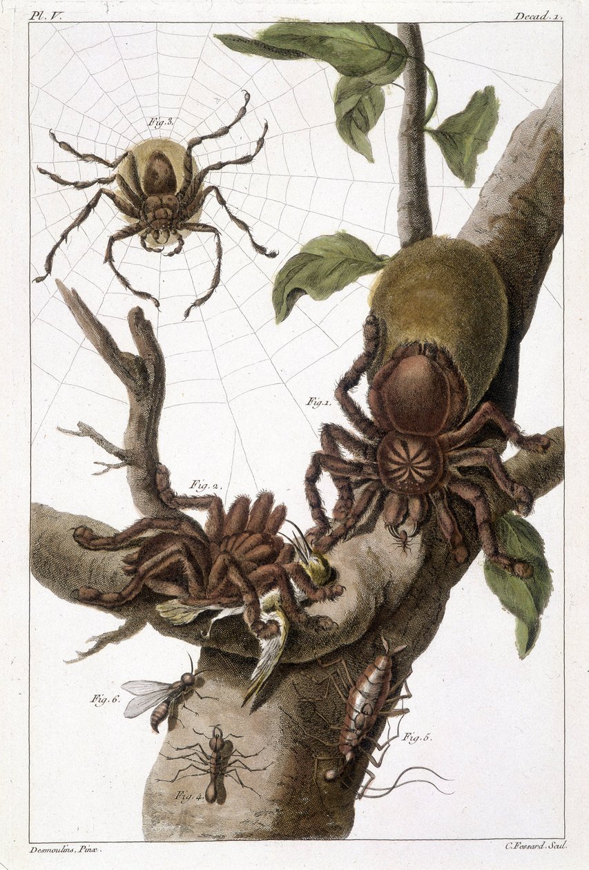 Tábua botânica: 1) Aranha do Suriname em goiaba e casulo de lagarta 2) mesma aranha devorando um colibri, daí o nome Aranea avicularia Linn 3) Aranha caçadora de Linneus, Suriname 4) Formiga do Suriname 5) Ninfa desta formiga 6) Formiga alada - em "Esta q? de Unknown artist