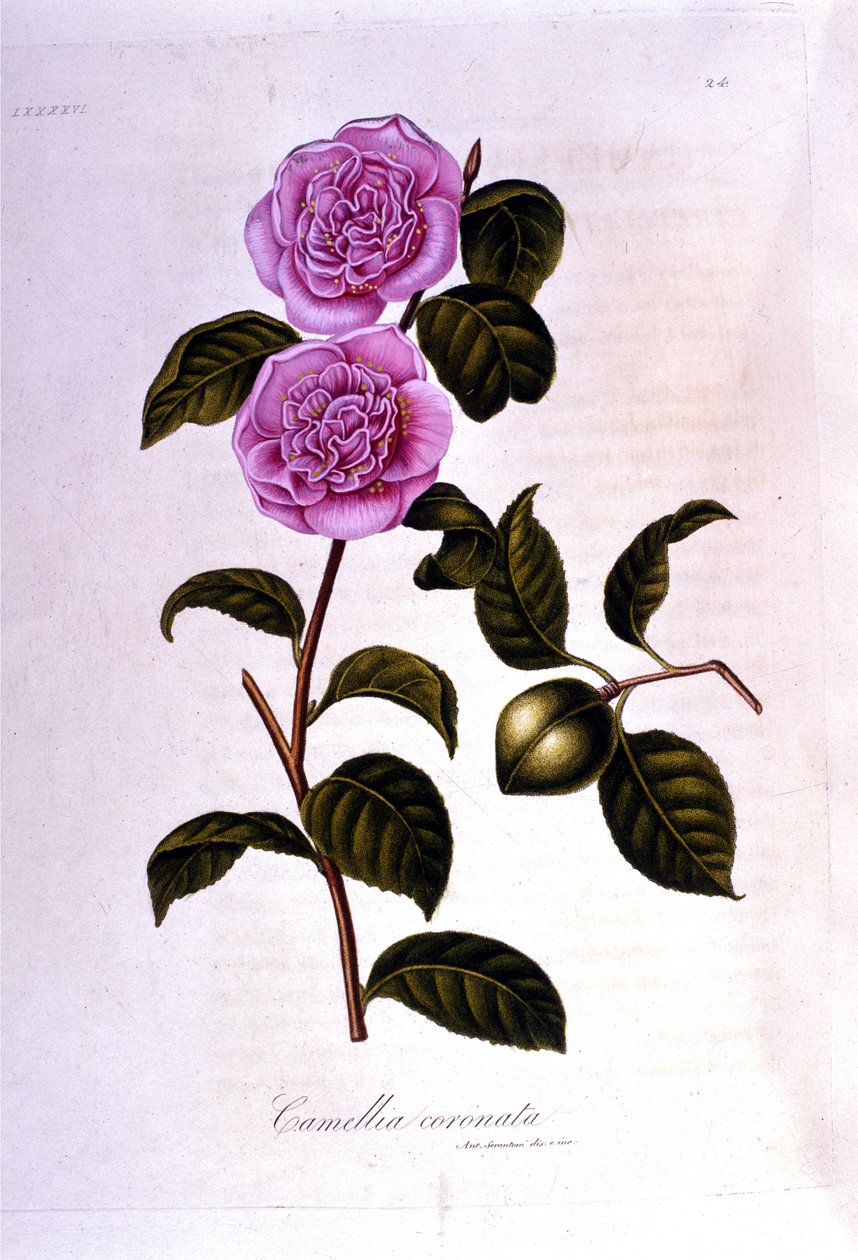 Tábua botânica: Camelia. Gravura do século XIX de Unknown artist
