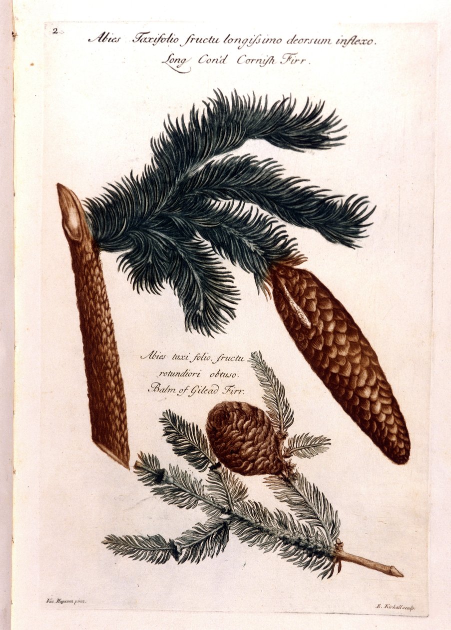Tábua botânica: uma pinha e um ramo. Século XVIII. de Unknown artist