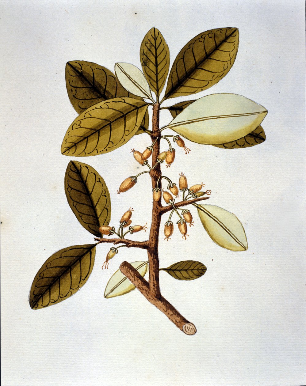 Quadro botânico que representa a planta da coca (Erytroxilum Havanense) do herbário de Nicolas Joseph Jacquin "Selectarum Stirpium Americanarum Historia". sd início do século XVIII. de Unknown artist