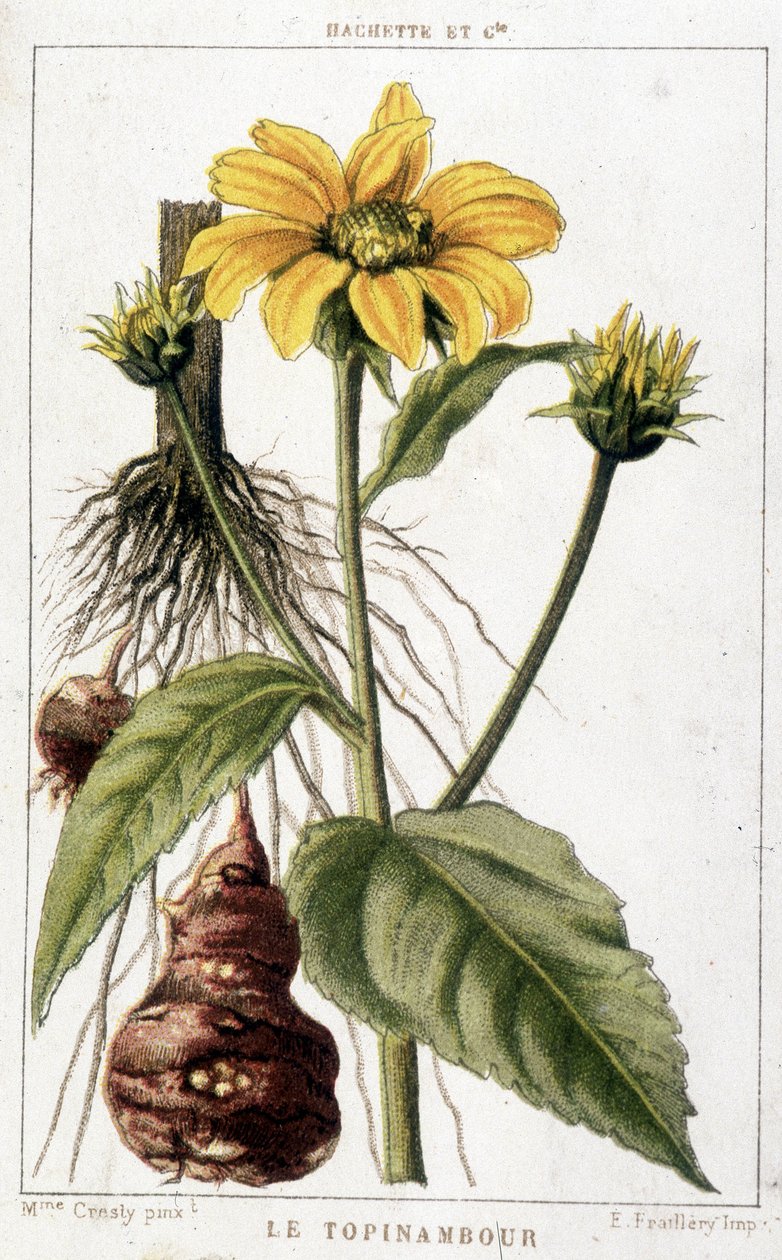 Tábua botânica representando uma alcachofra de Jerusalém. de Unknown artist