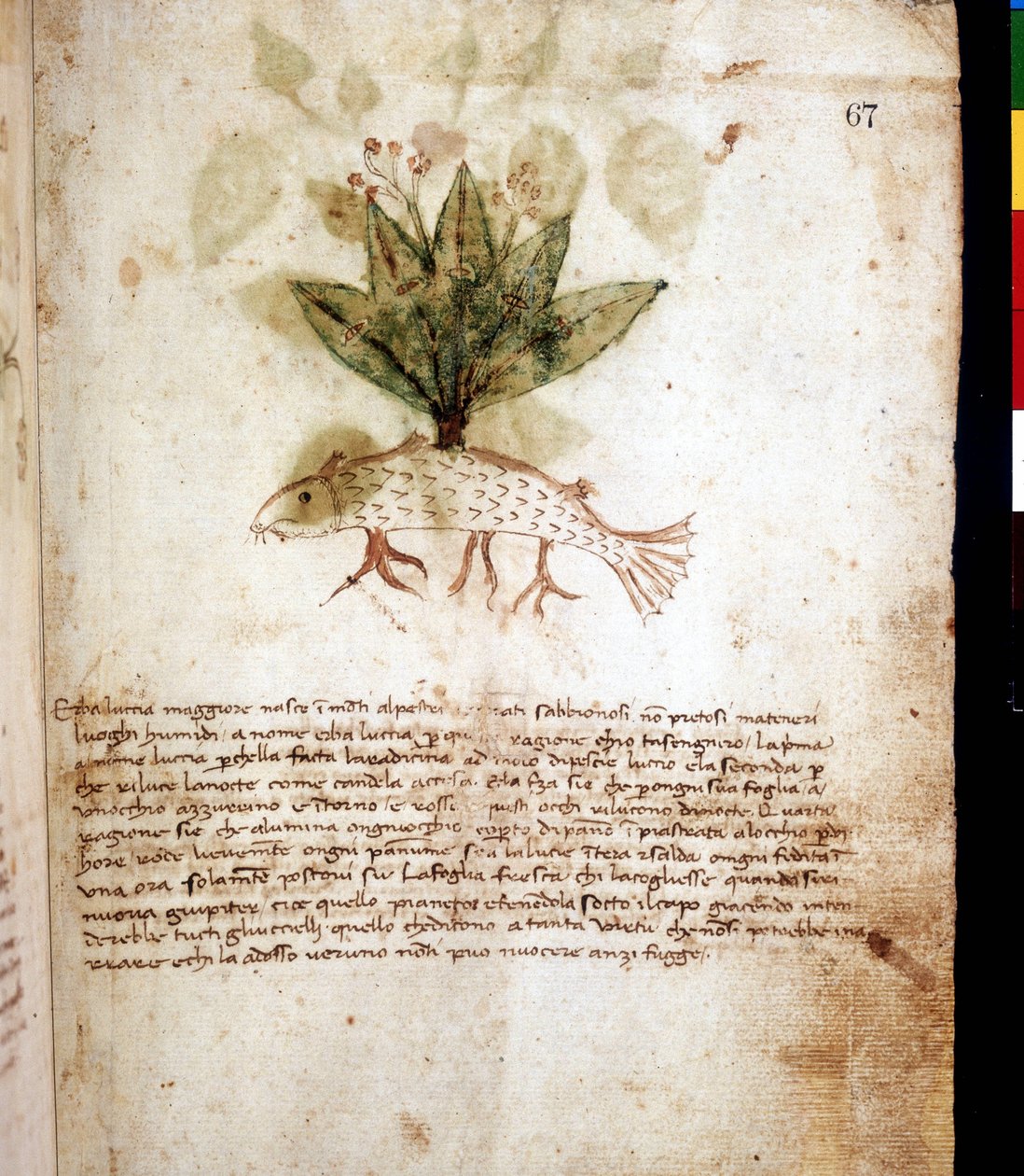 Tábua botânica representando a grama "luccia maggiore" ou grama em forma de lúcio. Biblioteca de Rimini de Unknown artist