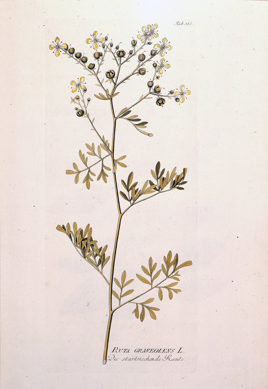 Tábua botânica: rue officinale (Ruta graveolens). Em "Icons Plantarum medicinalium" por J.J.Plenck, Viena, Áustria de Unknown artist