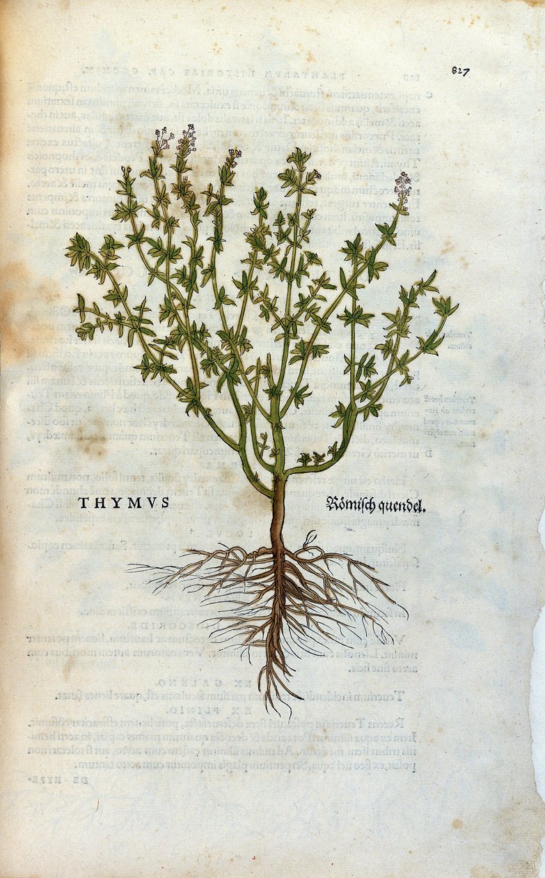 Placa botânica: Tomilho (Thymus) Herbarium de Lheonard Fuchs, "Historia Stirpium", Bale de Unknown artist