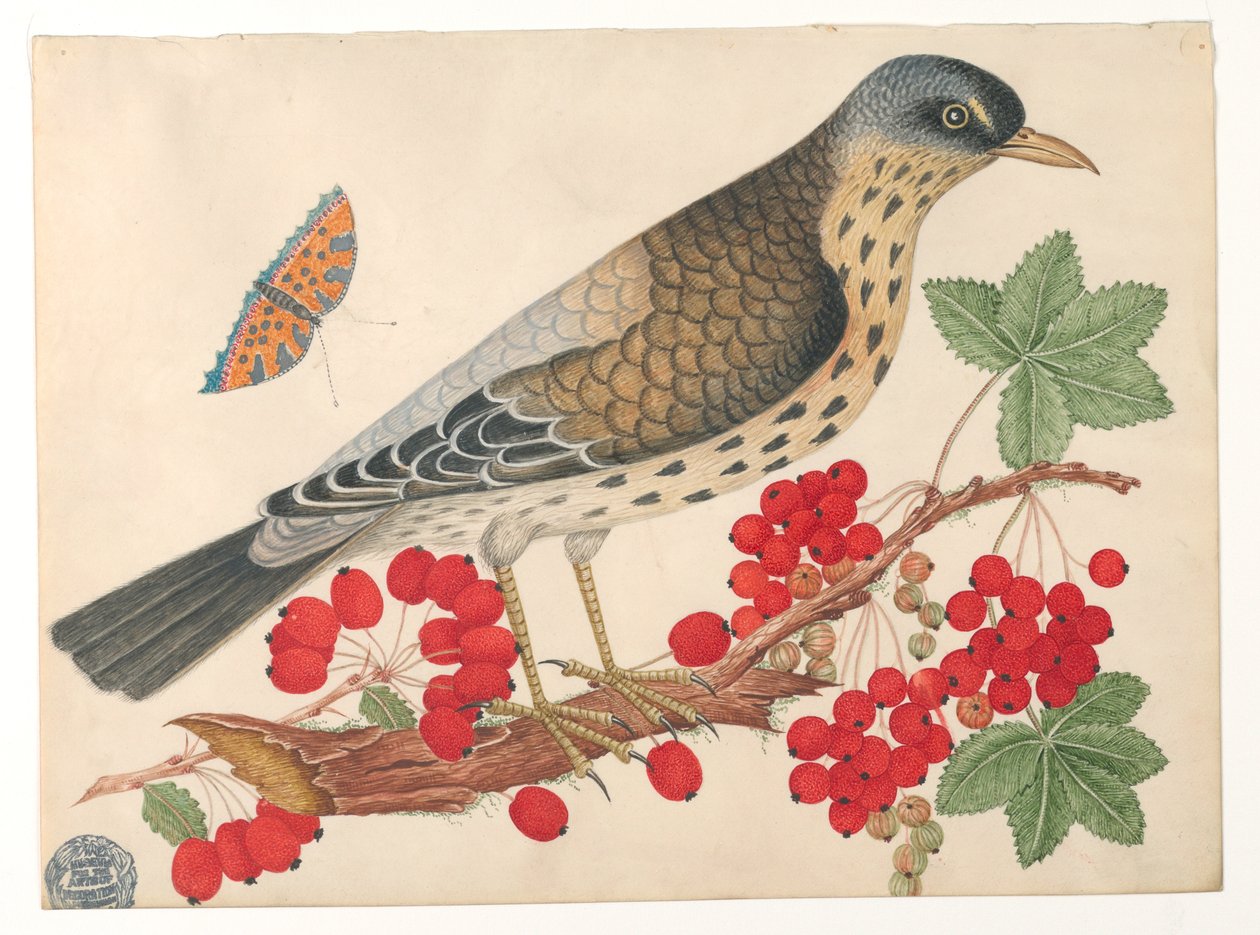 Pássaro marrom no galho com caquis e uma borboleta de Unknown artist