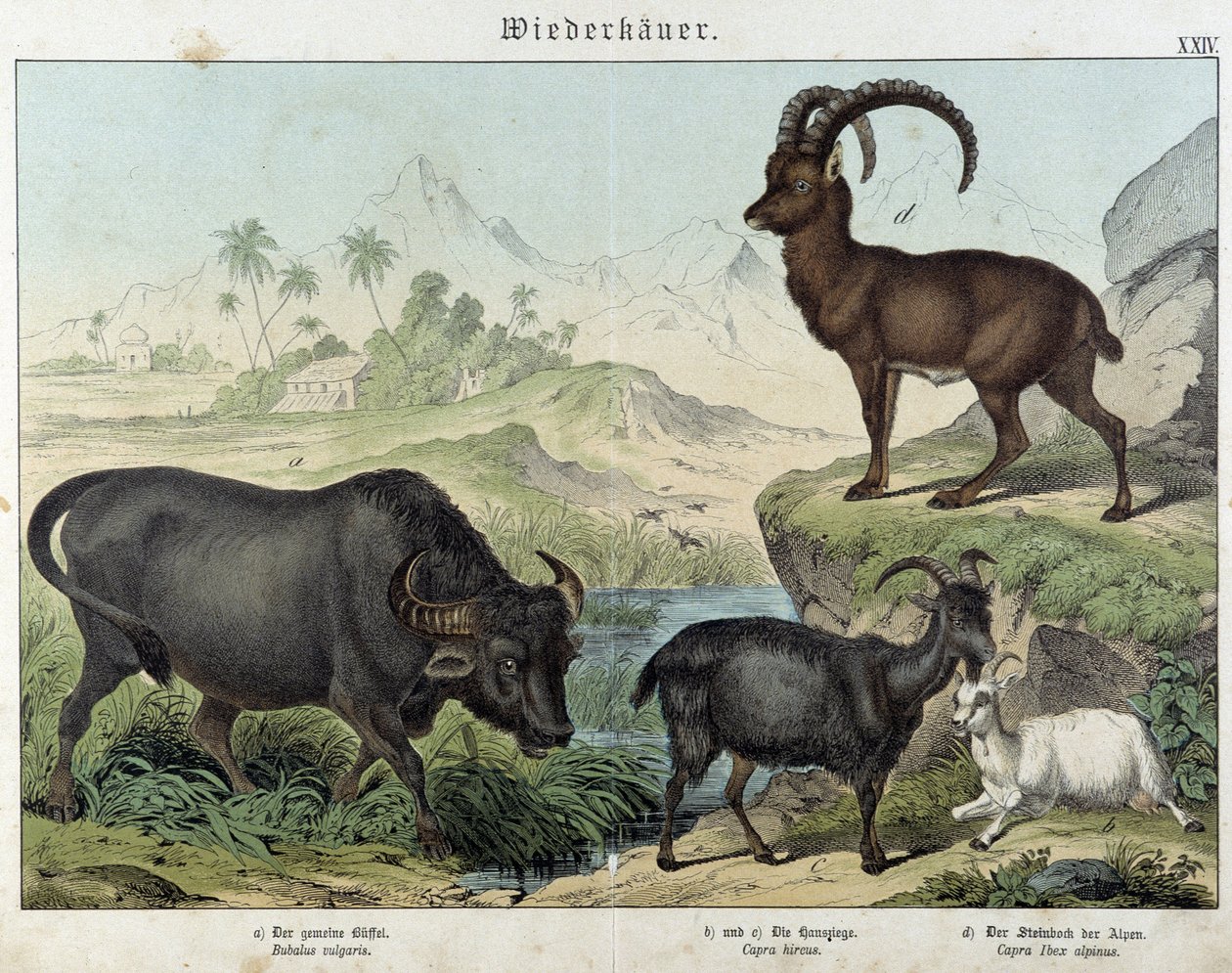 Búfalo, cabra, cabra e ibex - em "Histórias naturais de mamíferos", ed. Schreiber de Unknown artist