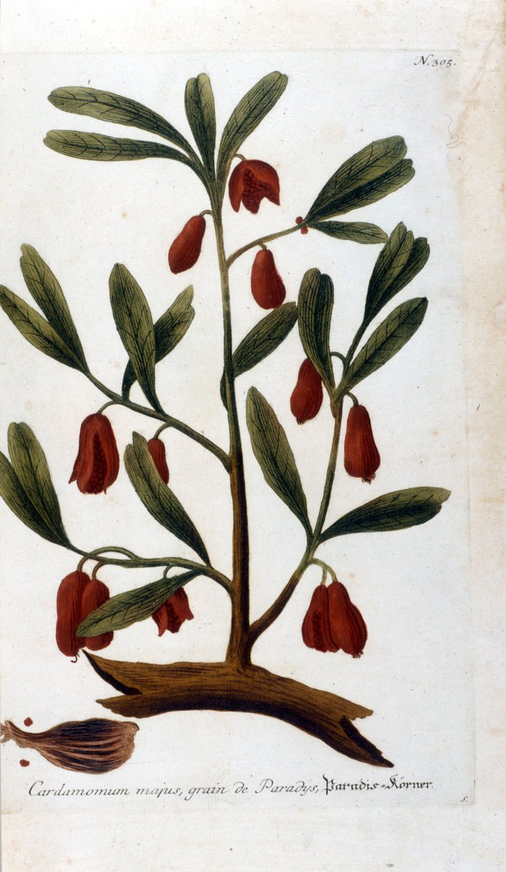 Cardamomo. Gravura do século XVIII. de Unknown artist
