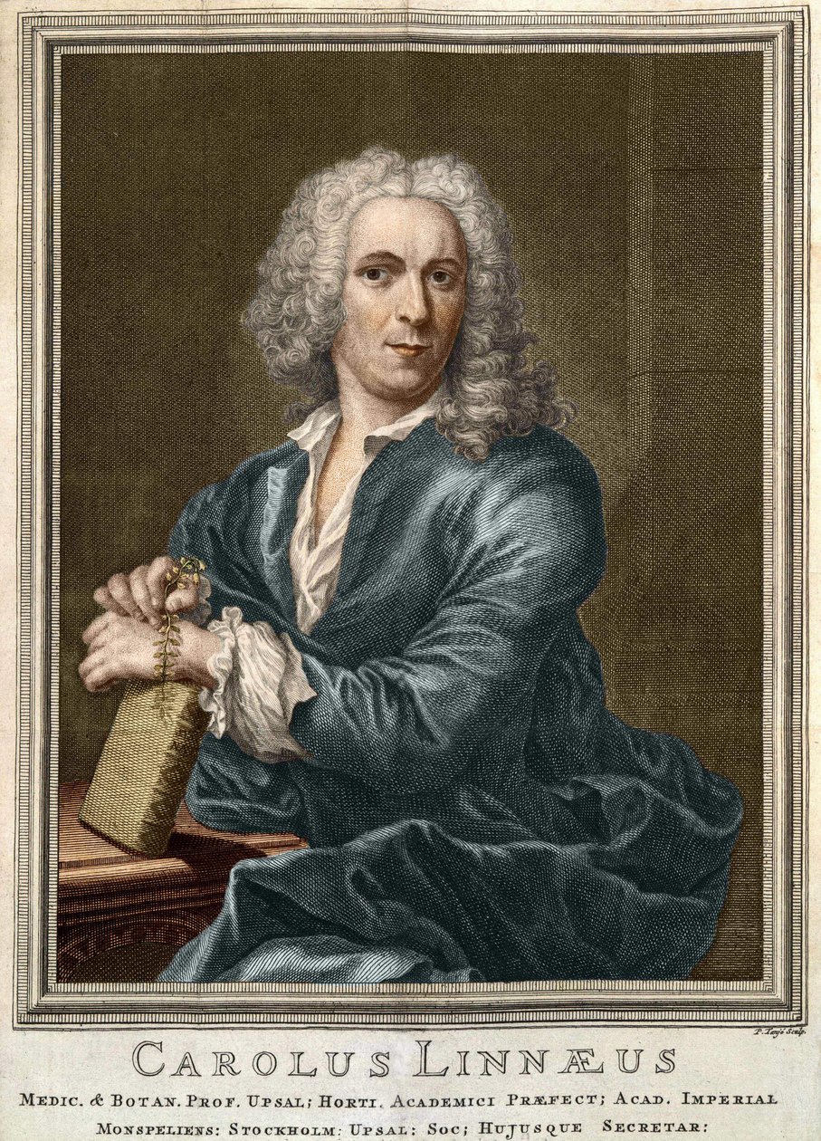 Carl Von Linné naturalista e escritor sueco (1707 - 1778) de Unknown artist