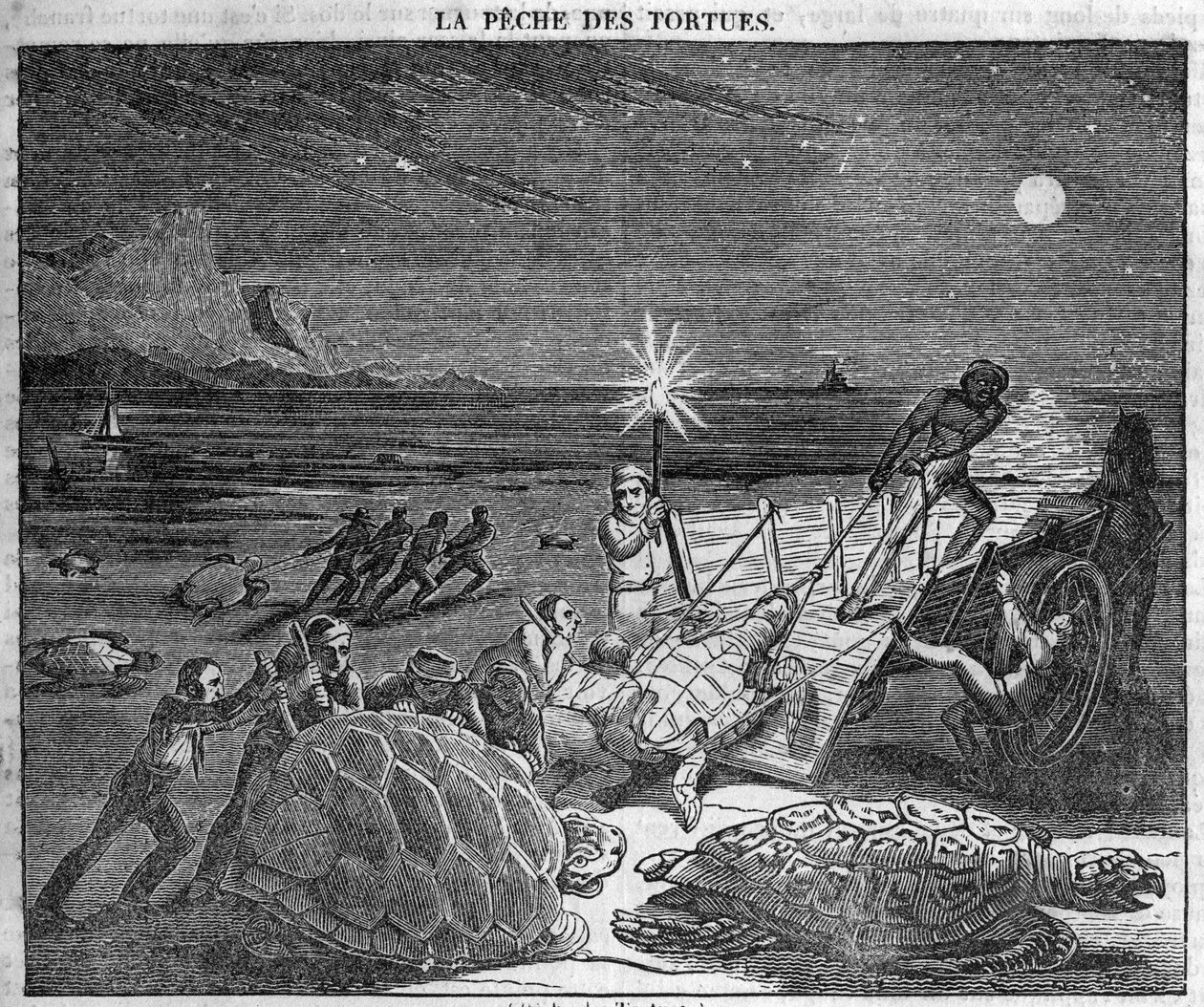Apanhar tartarugas na costa de Cuba - gravura do século XIX de Unknown artist