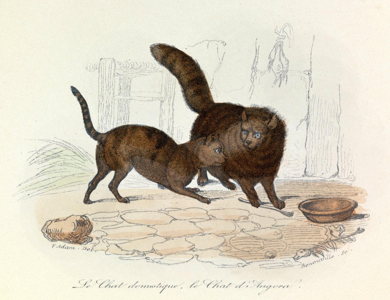 Gatos: Domésticos e Angorás; classificação de Cuvier e Linnaean (gravura) de Unknown artist