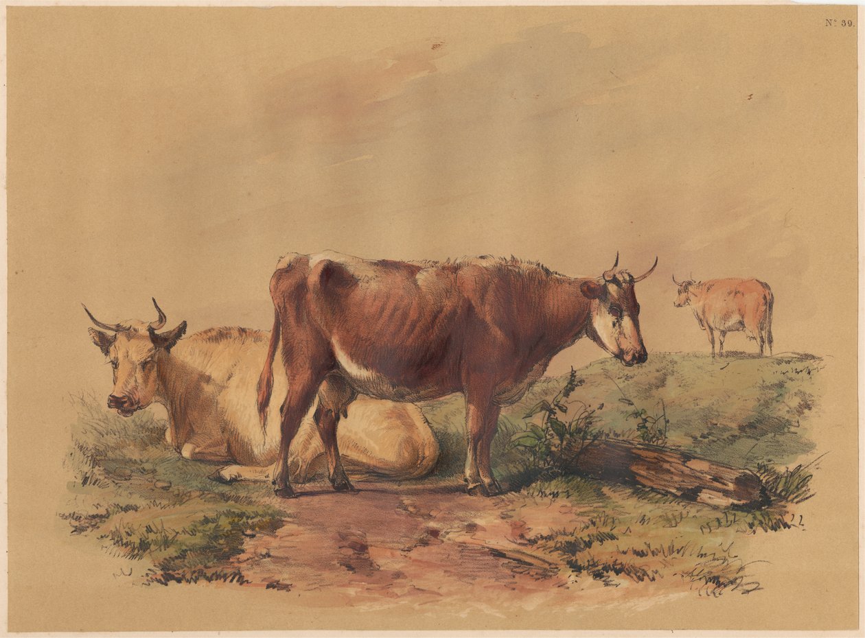 Bovinos de Unknown artist