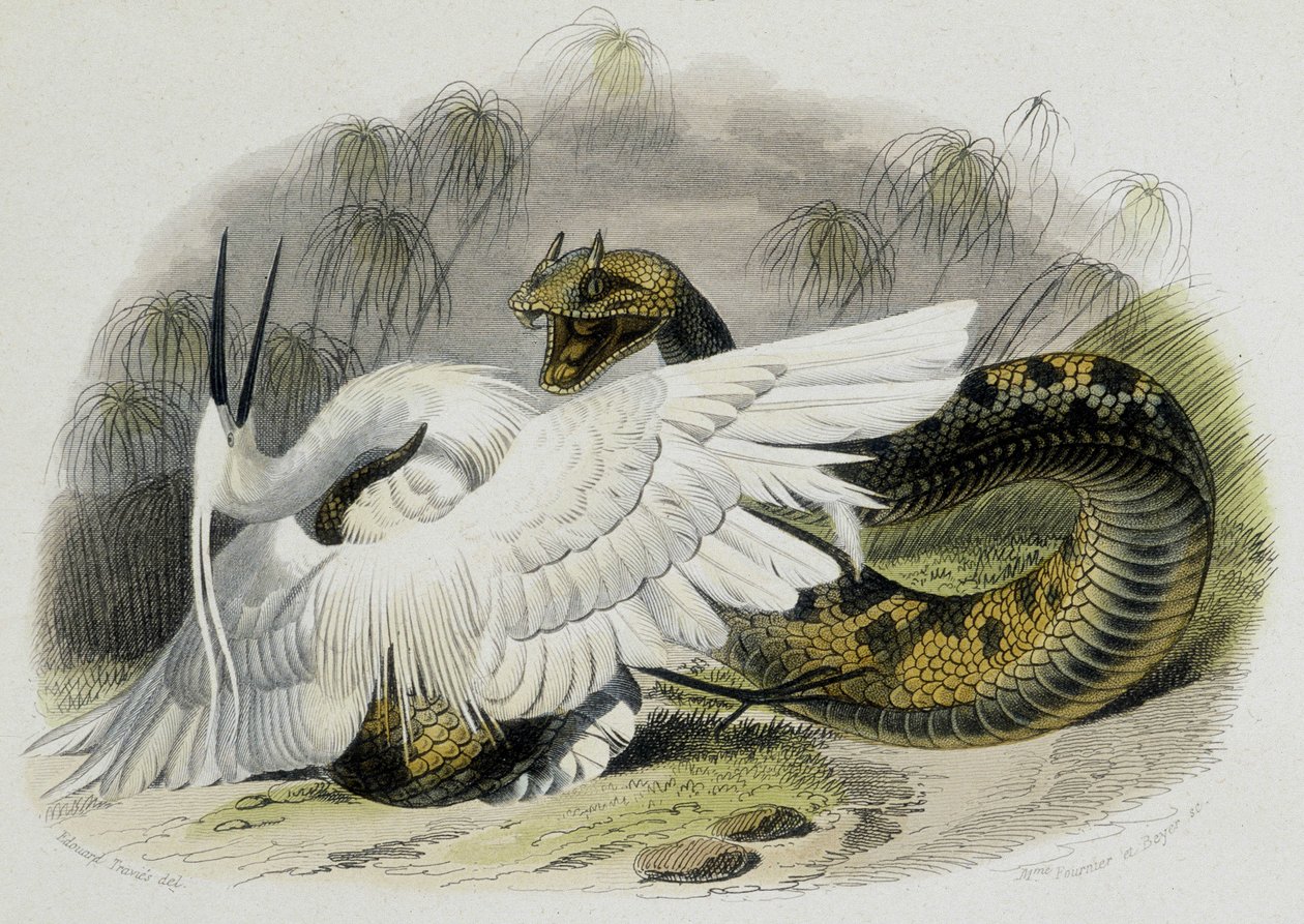 Ceraste (cobra da família da víbora) a bater num pássaro. Gravura do século XIX do desenho do naturalista francês Lacepede (1756-1709). de Unknown artist