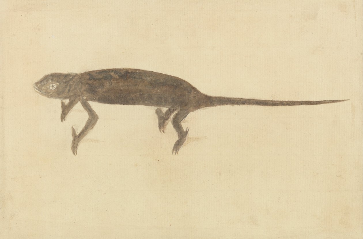 Chamaeleon de Unknown artist