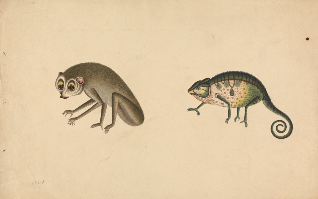 Camaleão e um Mamífero de Unknown artist