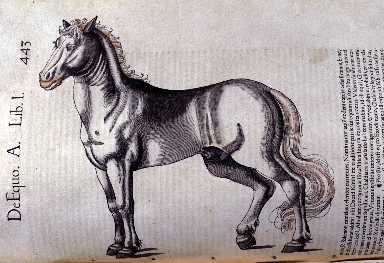 Cavalo. in Historia Animalium de Conrad Gesner (1516 - 1565), Tiguri de Unknown artist