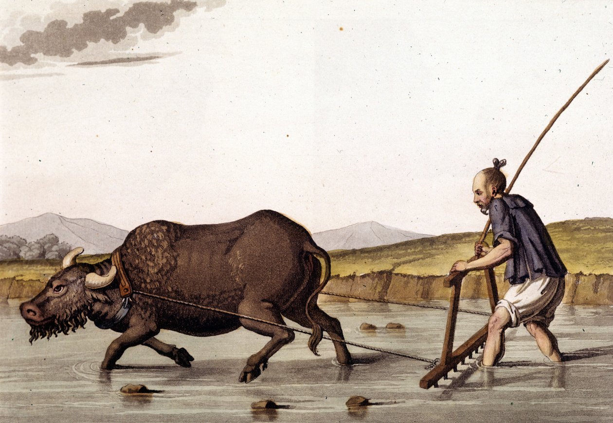 China, lavoura de arroz com carne - em "The Old and Modern Costume" de Jules Ferrario de Unknown artist