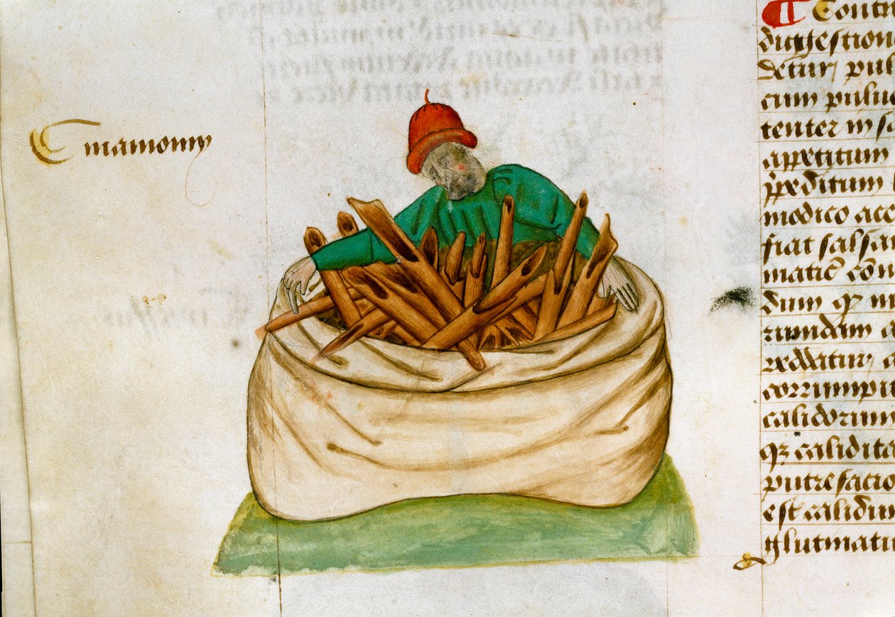 Vendedor de Canela Descrição das plantas medicinais e de como prepará-las. Página de manuscrito "Tratamentos sobre ervas" (Tractatus de herbis) por Pedanius Dioscorides (Dioscorides) (40-90 AD) Lat.1152 de Unknown artist