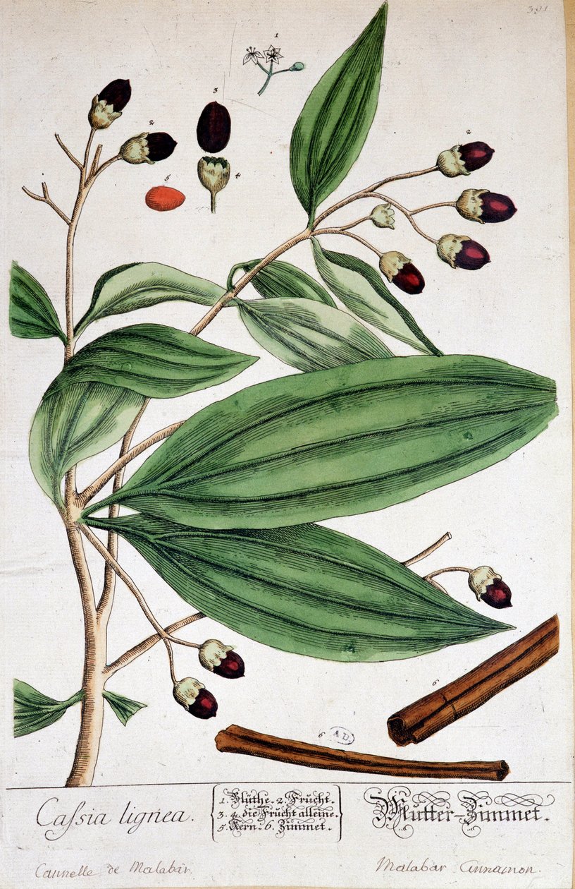 Cinnamon de Malabar (Índia) - painel botânico de Unknown artist
