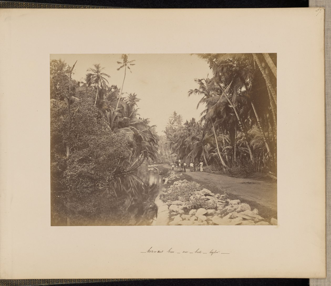 Bosque de cacau perto de Galle, Ceilão de Unknown artist