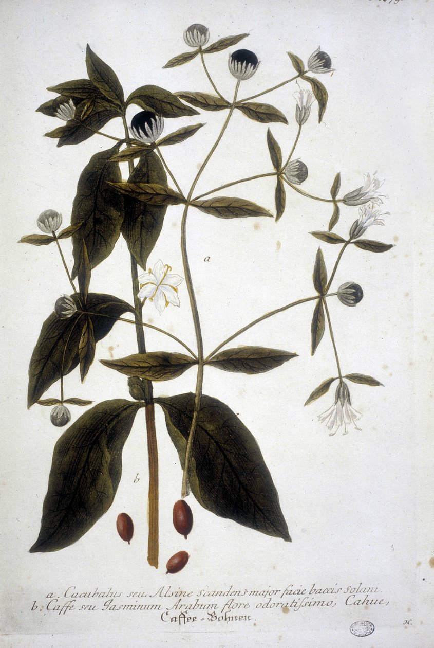 Planta de semente de café em um herbário do século XIX. de Unknown artist