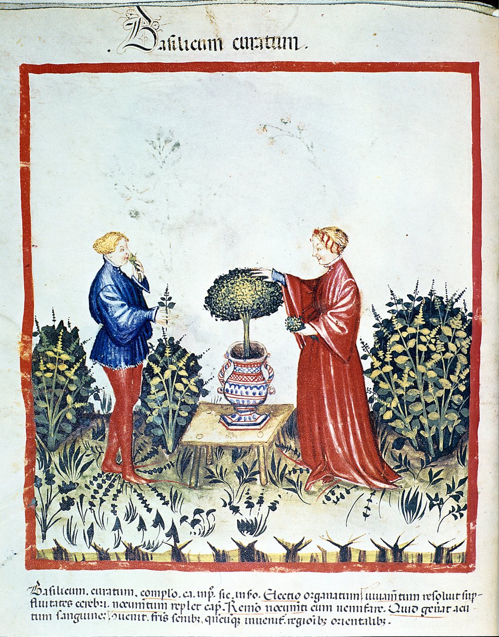 Recolher manjericão. Iluminação do comércio de medicamentos e dietética "Tacuinum sanitatis" após o comércio de medicamentos "Kitabtaqwim as-sihha" ("Kitabtaqwim as sihha") por Ibn Butlan de Unknown artist