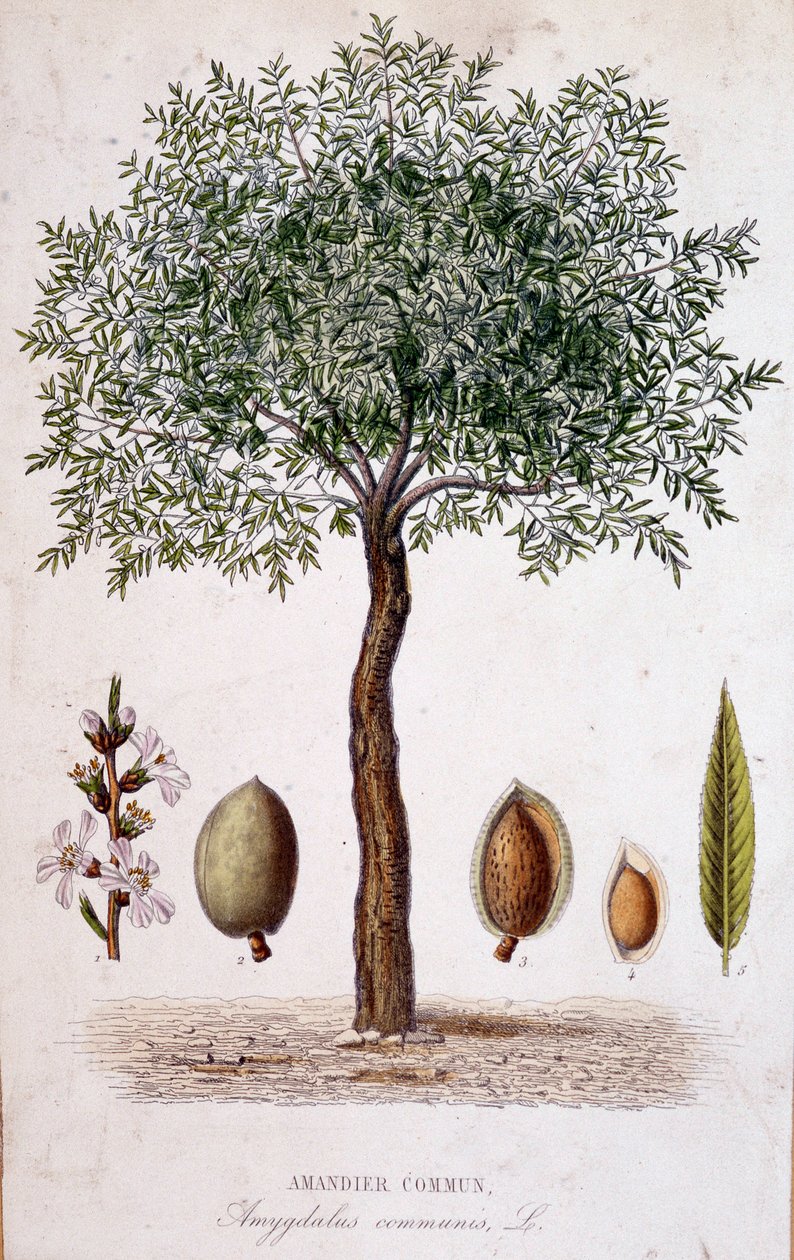 Amendoeira comum - tábua botânica de Unknown artist