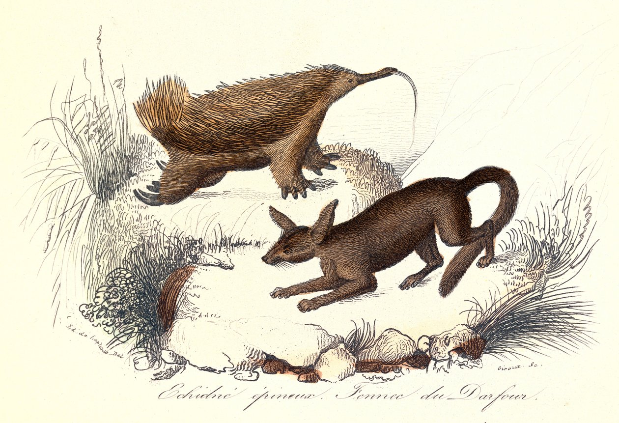 "Obras completas de Buffon: Animais domésticos: O equidna espinhoso e o feneco de derfour (gravura) de Unknown artist