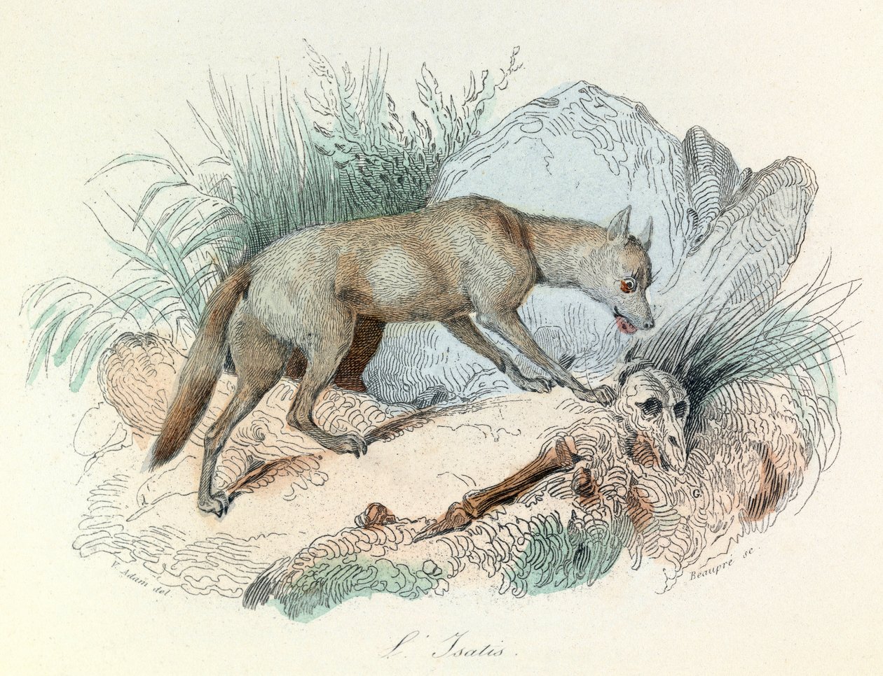 "Completes de Buffon" com a nomenclatura de Linneene e a classificação de Cuvier: Os animais: A raposa do Ártico (gravura) de Unknown artist