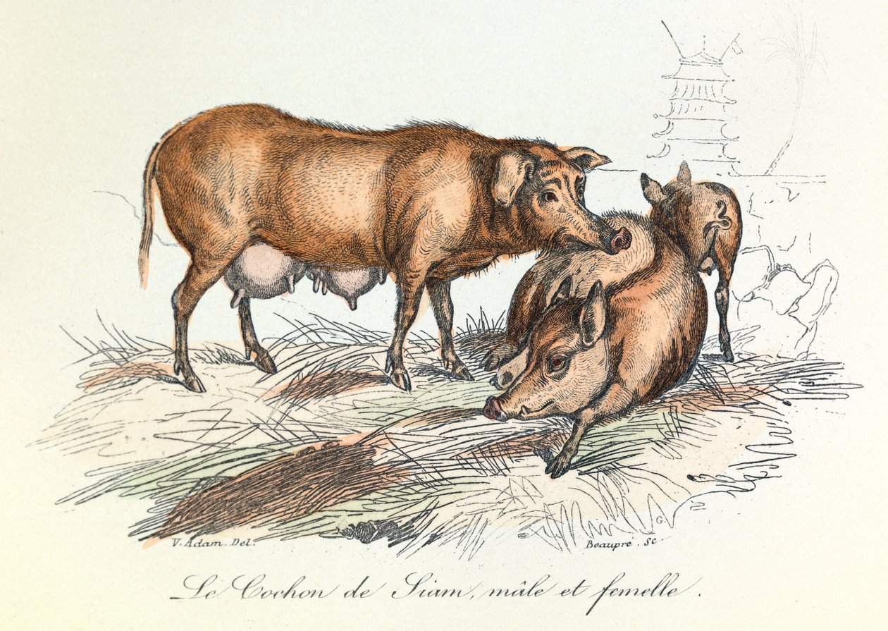 "Completes de Buffon" com a nomenclatura de Linneene e a classificação de Cuvier: Os animais: O porco do Sião (gravura) de Unknown artist