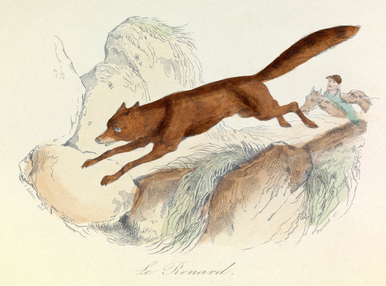 "Completes de Buffon" com a nomenclatura de Linneene e a classificação de Cuvier: Os animais: A raposa (gravura) de Unknown artist