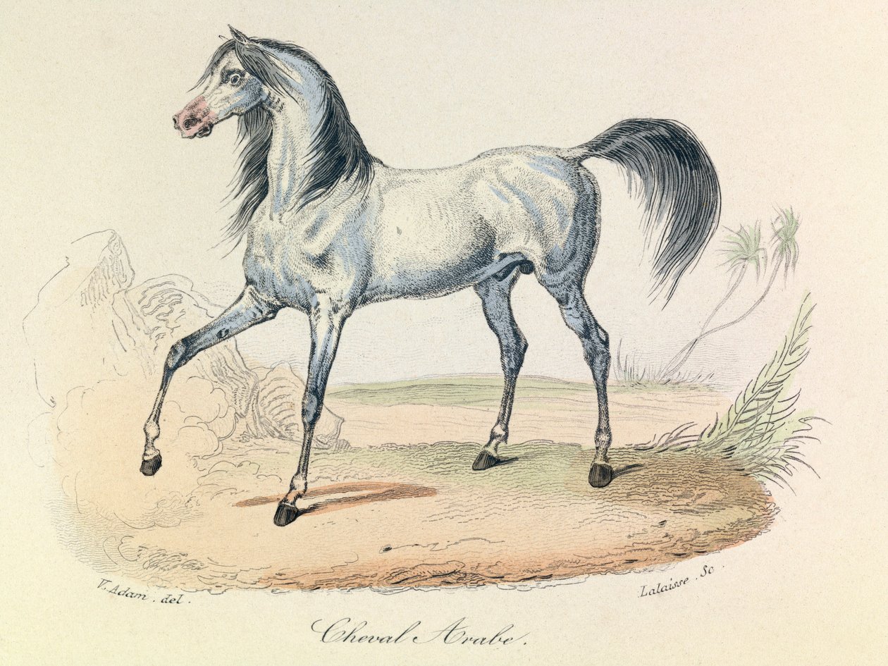 "Completes de Buffon" com a nomenclatura de Linneene e a classificação de Cuvier: Os animais: Cheval Arabe (gravura) de Unknown artist
