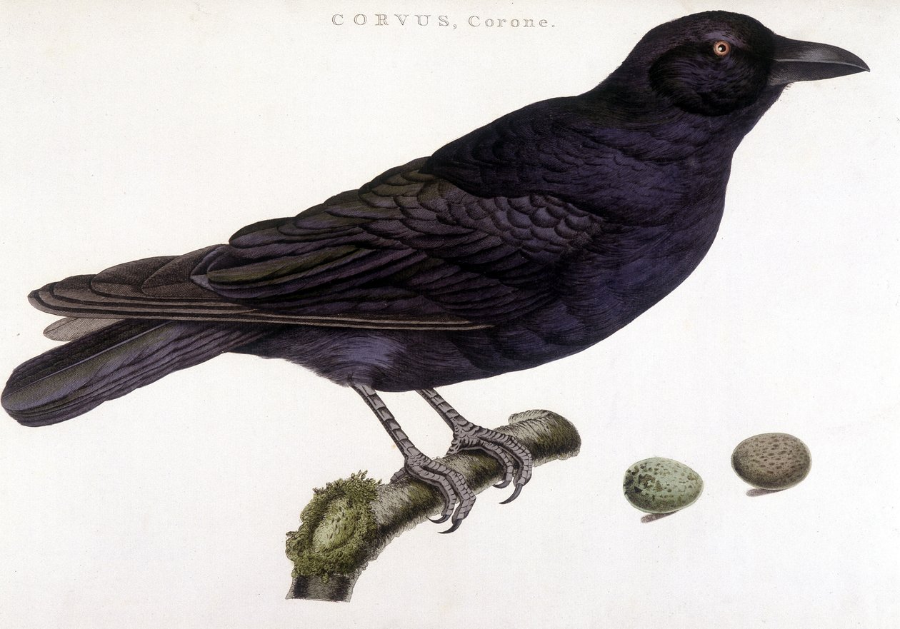 Corone raven - quadro de história natural de Unknown artist