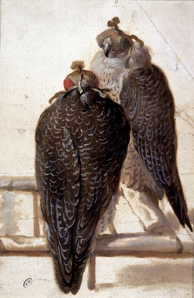 Um par de falcões. Desenho do século XVIII. de Unknown artist