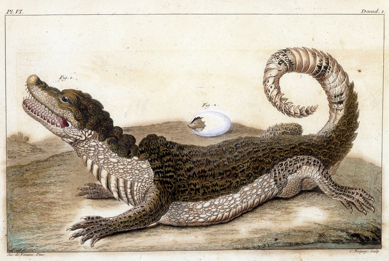 Crocodilo do Suriname (Caimão) - em "O que é mais interessante e curioso entre animais e minerais para servir de inteligência para a história geral dos três reinados da natureza" por Buchoz, no final do 18º S.¿ de Unknown artist