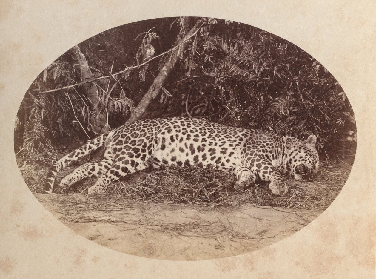 Leopardo morto de Unknown artist