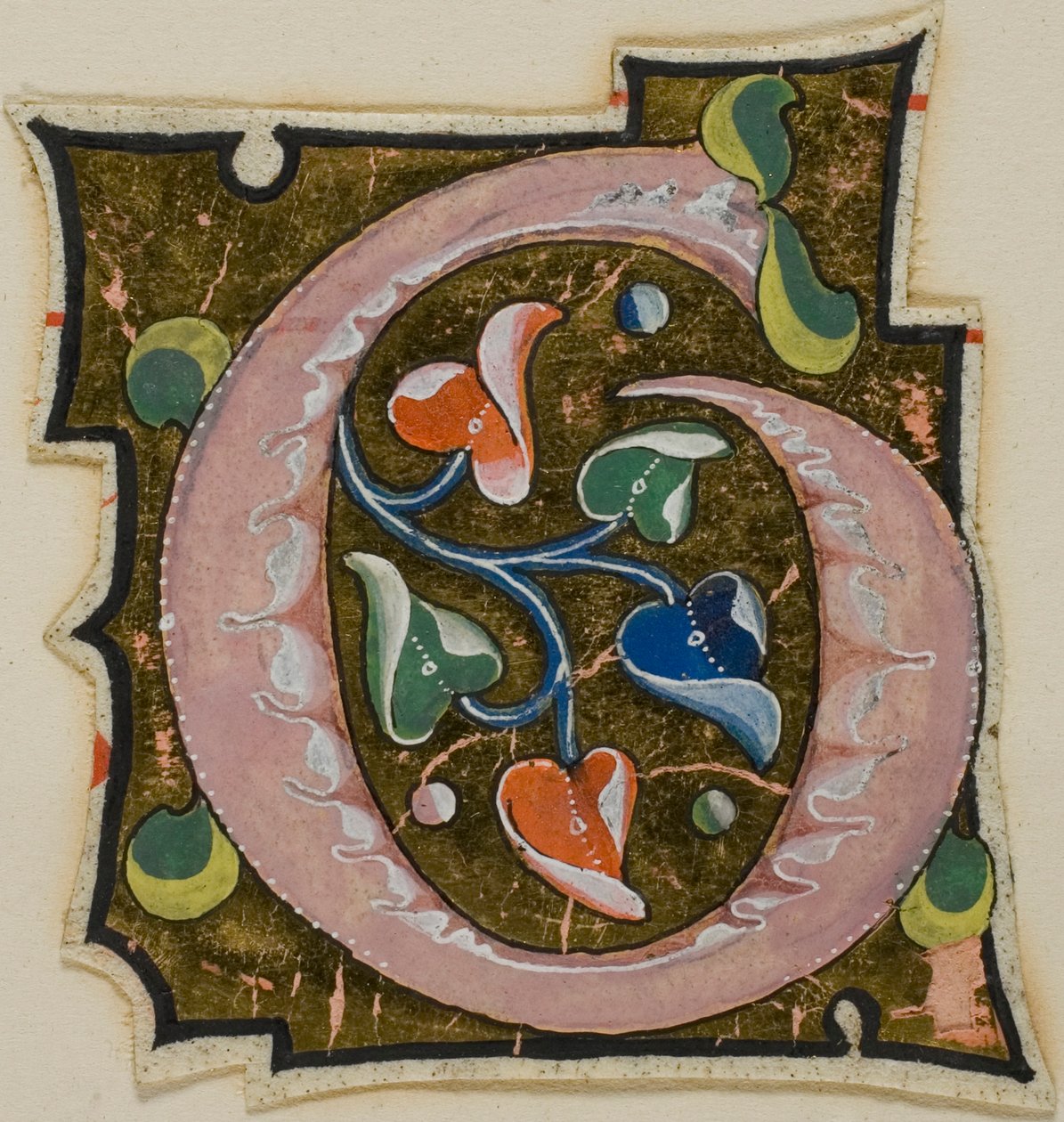 Inicial "G" decorada em cor-de-rosa com folhas onduladas de um manuscrito de Unknown artist