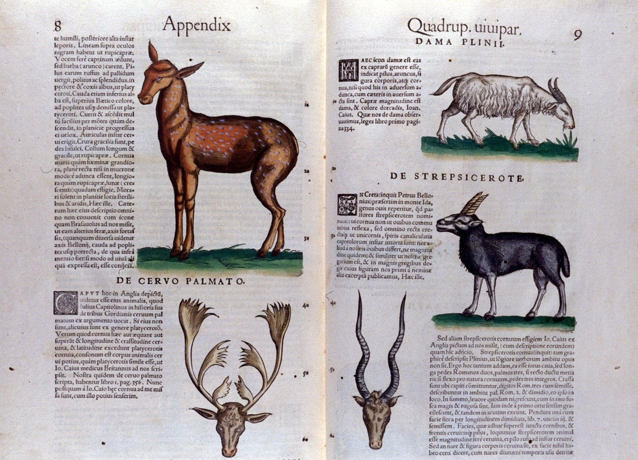 Veado e antílope - in Historia Animalium de Conrad Gesner (1516 - 1565), Tiguri de Unknown artist