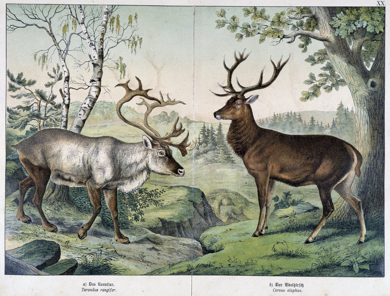 Deers - em "Natural History of Mammals", ed. Schreiber de Unknown artist